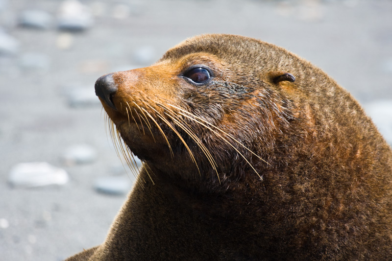 New Zealand Fur Sealion